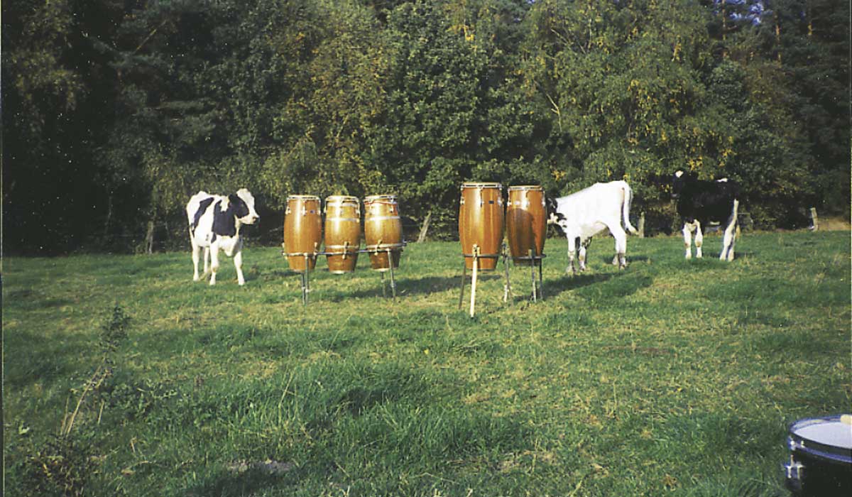 Congas auf Wiese mit Kühen